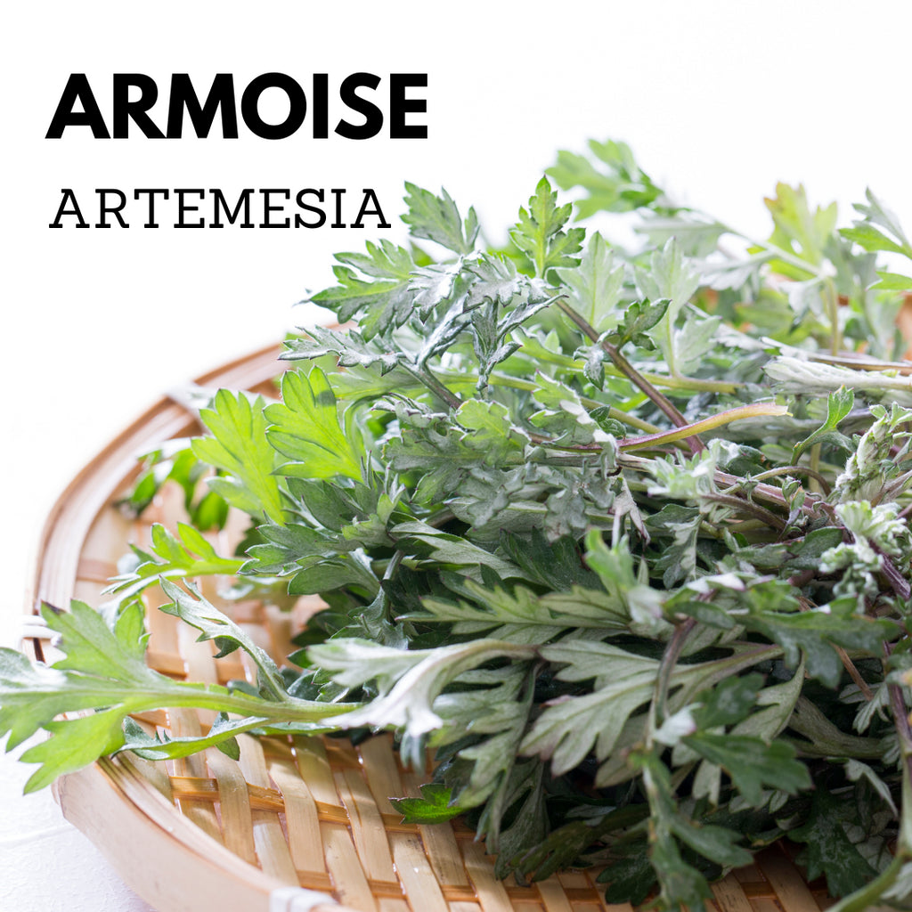 Les bienfaits de l'armoise (Artemisia) pour la santé : une plante aux propriétés médicinales et culinaires polyvalentes
